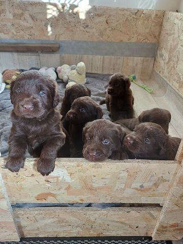 Labrador Welpen braun