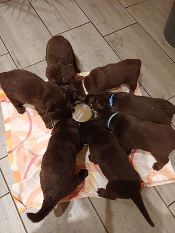Labrador Welpen braun