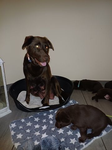 Labrador Welpen braun