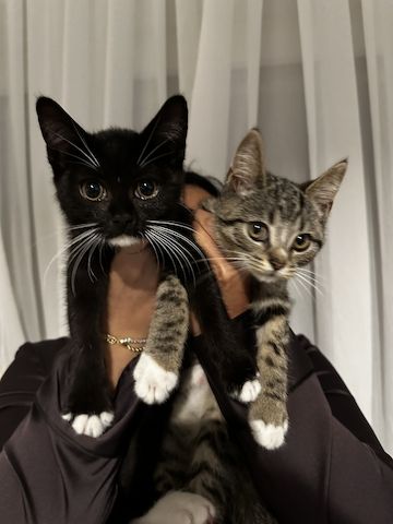 2 Babykatzen zu verkaufen