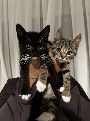 2 Babykatzen zu verkaufen