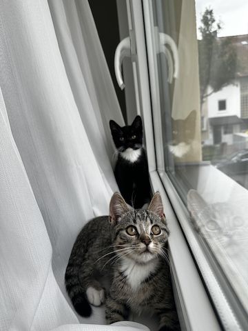 2 Babykatzen zu verkaufen