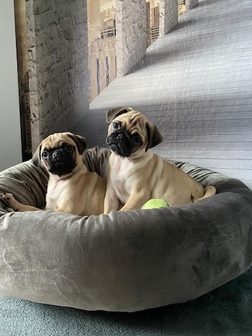 Mopswelpen Mopswelpen