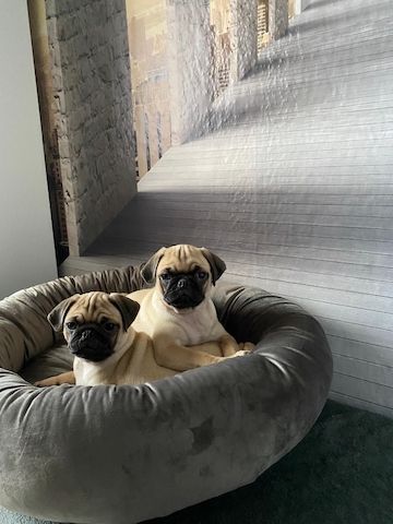 Mopswelpen Mopswelpen