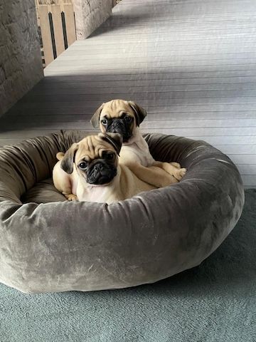 Mopswelpen Mopswelpen