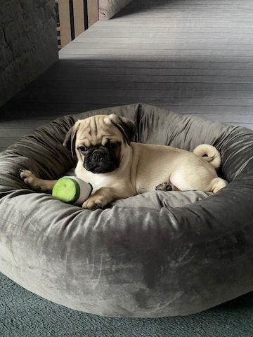 Mopswelpen Mopswelpen