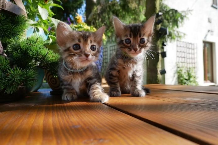 Bengal-Kätzchen zur Adoption Bengal-Kätzchen zur Adoption