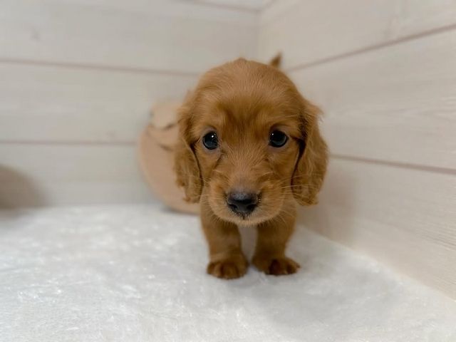 weiblicher Dackelwelpe zur Adoption weiblicher Dackelwelpe zur Adoption