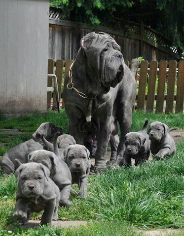 Cane Corso Welpen abzugeben