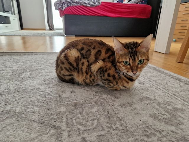 Bengal Kitten Bengal Kitten
