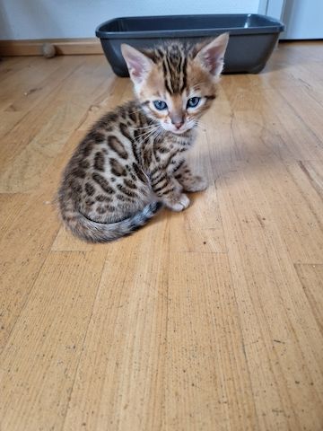 Bengal Kitten Bengal Kitten