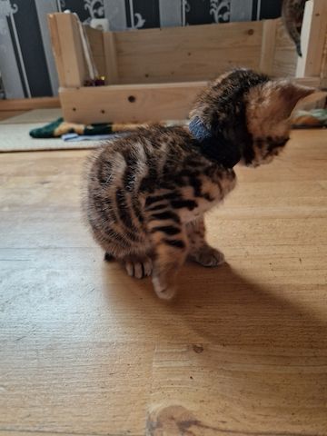Bengal Kitten Bengal Kitten