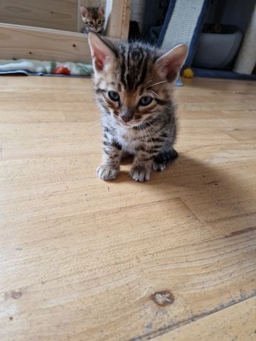 Bengal Kitten Bengal Kitten
