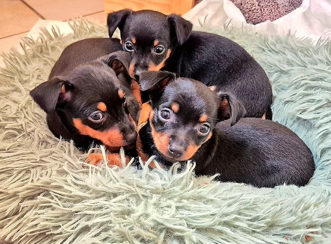 Prager Rattler Welpen männlich und weiblich