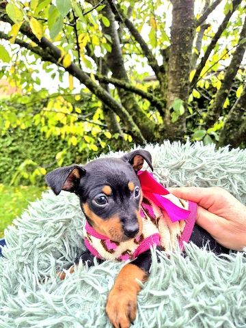 Prager Rattler Welpen männlich und weiblich