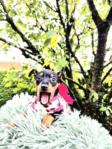 Prager Rattler Welpen männlich und weiblich