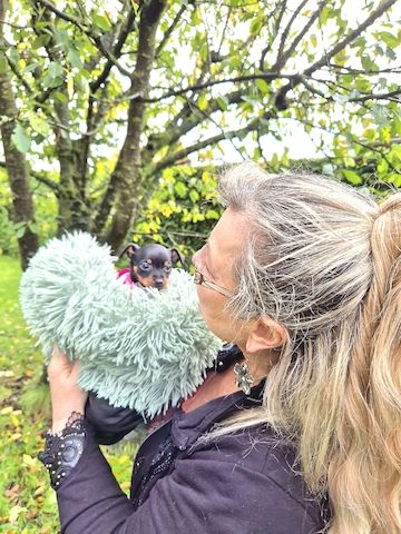 Prager Rattler Welpen männlich und weiblich