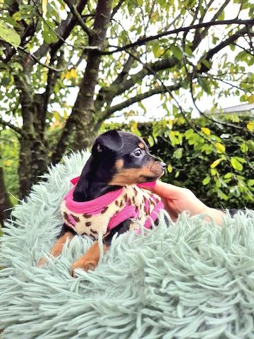 Prager Rattler Welpen männlich und weiblich