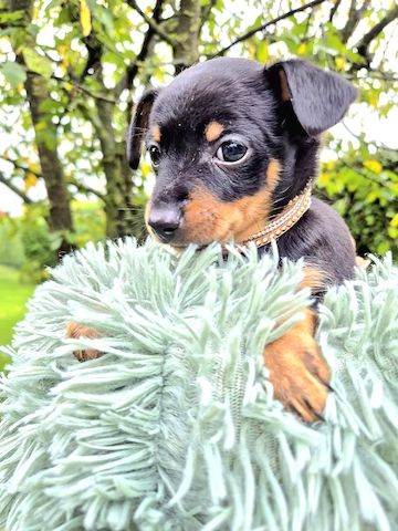 Prager Rattler Welpen männlich und weiblich