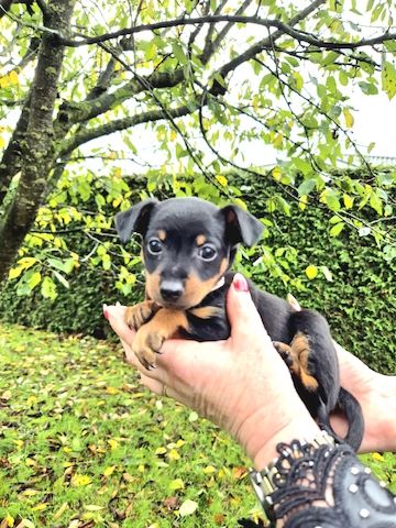 Prager Rattler Welpen männlich und weiblich