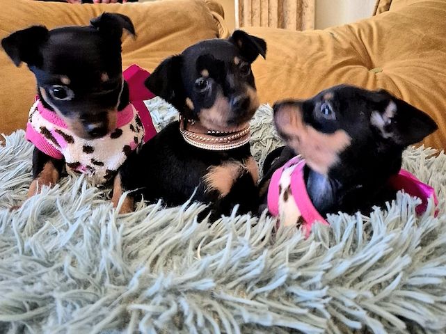 Prager Rattler Welpen männlich und weiblich