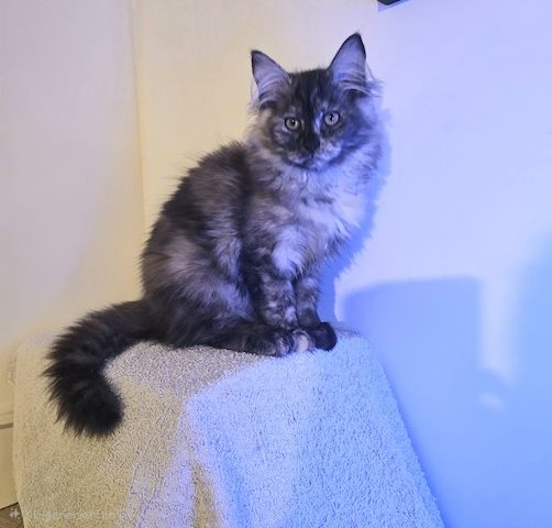 4 zauberhaftes Maine Coon Kitten 4 zauberhaftes Maine Coon Kitten