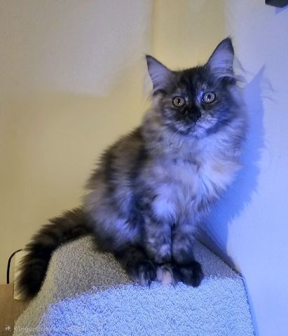 4 zauberhaftes Maine Coon Kitten 4 zauberhaftes Maine Coon Kitten