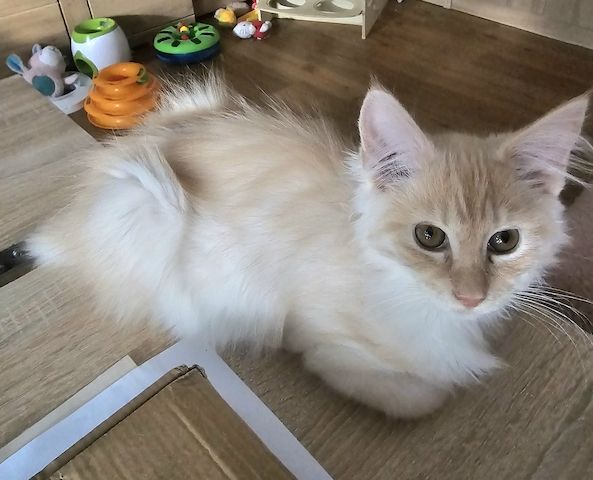 4 zauberhaftes Maine Coon Kitten 4 zauberhaftes Maine Coon Kitten