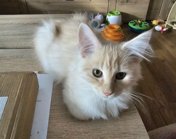 4 zauberhaftes Maine Coon Kitten 4 zauberhaftes Maine Coon Kitten