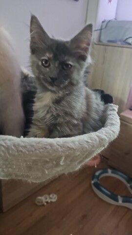 4 zauberhaftes Maine Coon Kitten 4 zauberhaftes Maine Coon Kitten