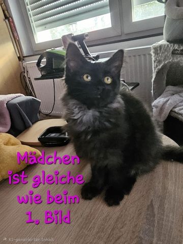 4 zauberhaftes Maine Coon Kitten 4 zauberhaftes Maine Coon Kitten