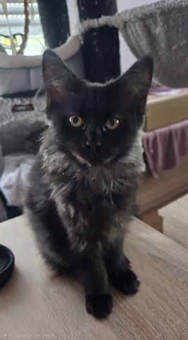 4 zauberhaftes Maine Coon Kitten 4 zauberhaftes Maine Coon Kitten