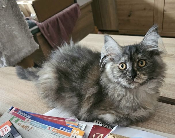 4 zauberhaftes Maine Coon Kitten 4 zauberhaftes Maine Coon Kitten