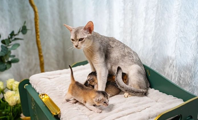Silber-schwarze Abessinier-Kätzchen Silber-schwarze Abessinier-Kätzchen