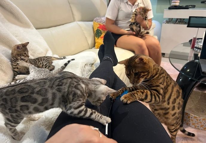 Reinrassige Bengalkätzchen suchen ab sofort eine neue Familie! Reinrassige Bengalkätzchen suchen ab sofort eine neue Familie!