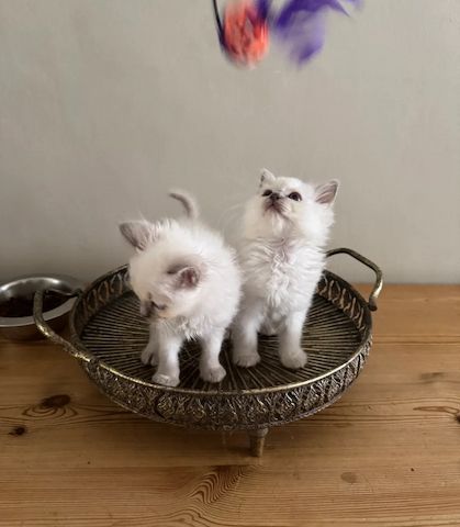 Wunderschöne Birma-Kätzchen zu verkaufen Wunderschöne Birma-Kätzchen zu verkaufen
