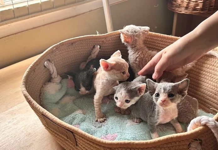 Devon Rex-Kätzchen