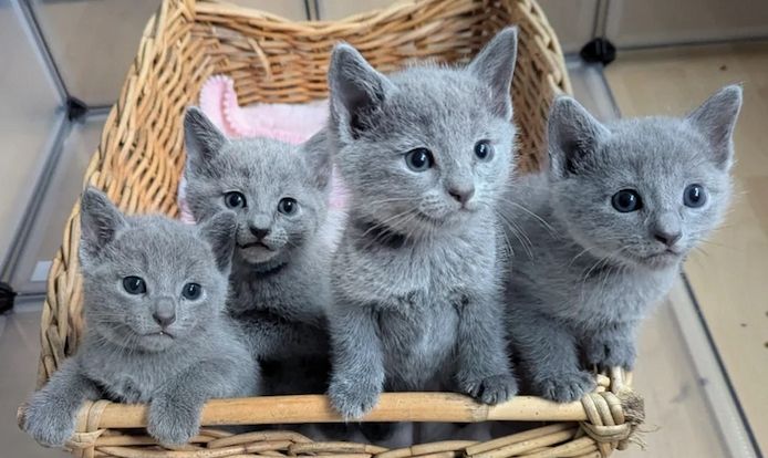 Zuneigungsvolle Russisch Blau Kätzchen