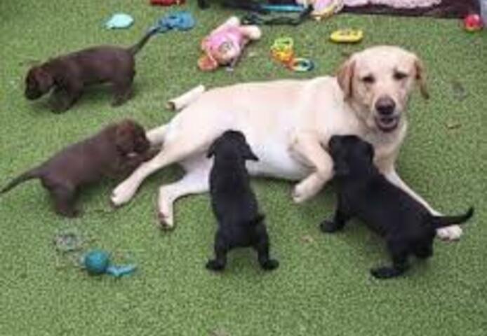 🐾 Labrador Retriever Welpen – Liebevolles Zuhause gesucht!