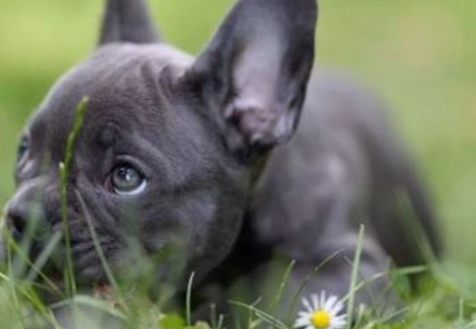 Reinrassige Französische Bulldogge Welpen