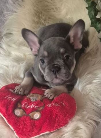 Reinrassige Französische Bulldogge Welpen