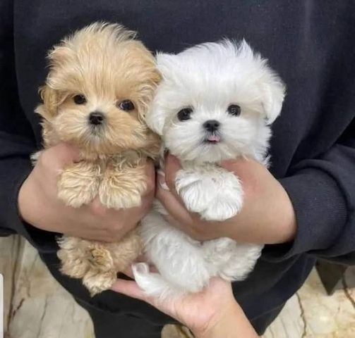 Neue Malteserwelpen suchen ein neues Zuhause.