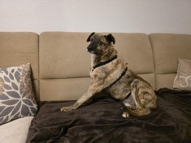 Hund kastriert Rüde Bobby Hund kastriert Rüde Bobby