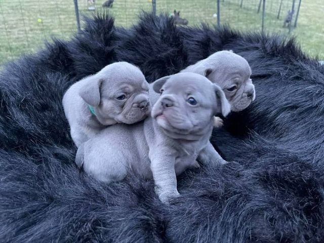 Blaue französische Bulldoggenwelpen (weiblich) Blaue französische Bulldoggenwelpen (weiblich)