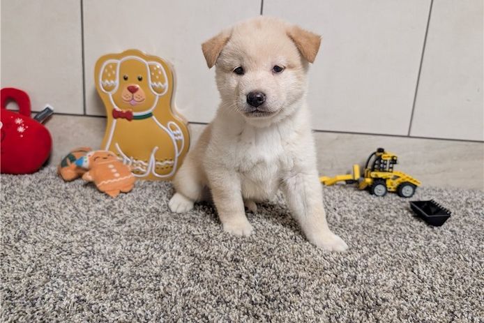 Shiba Inu-Welpen zur Adoption verfügbar