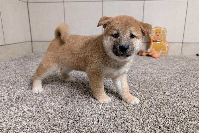 Shiba Inu-Welpen zur Adoption verfügbar