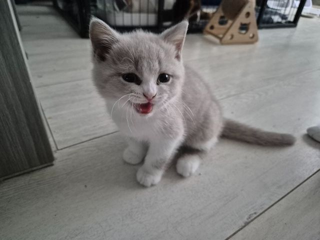 Britisch Kurzhaar (Rüden und Hündinnen)