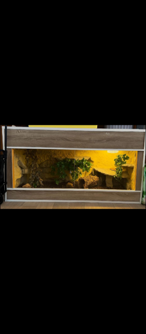 Kornnatter Pärchen abzugeben