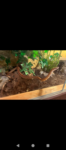 Kornnatter Pärchen abzugeben