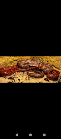 Kornnatter Pärchen abzugeben